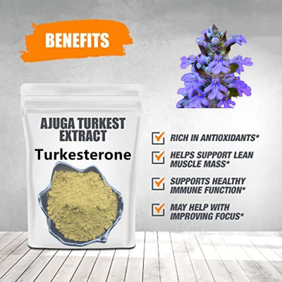Appetit-Stimulierung Ajuga Turkestanica natürliche Pflanzenauszug-10%