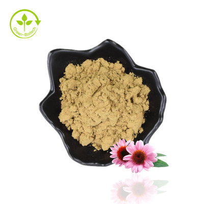 Anlagenechinacea Purpurea extrahieren 2% Zichorie-saures Pulver