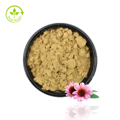 Hochwertiges Echinacea-Extrakt-Pulver. Echinacea Purpurea-Extrakt 4 % Polyphenol-Pulver