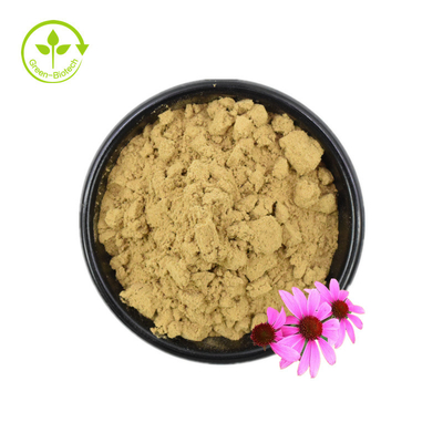 ISO-Zertifikat 100 % natürlicher Echinacea-Extrakt Echinacea Purpurea-Extrakt 10 % Polyphenol