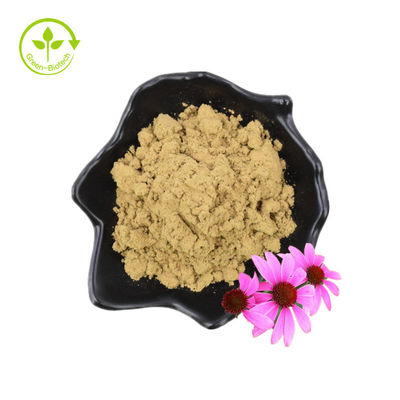Natürliches Echinacea-Extrakt-Pulver in großen Mengen. Echinacea-Purpurea-Extrakt