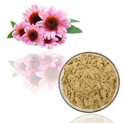 Reine natürliche Pflanzenauszug-Pulver Echinacea Purpurea-Auszug-Pulver-Masse