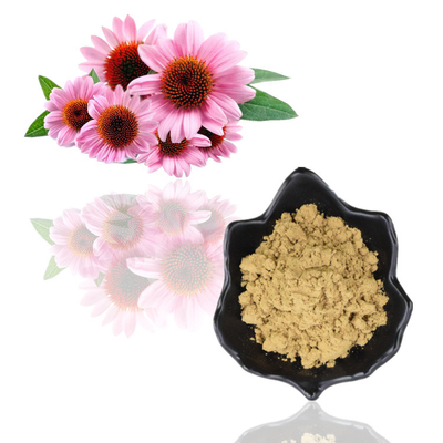 Pflanzenauszug-Pulver Cichoric saurer 1% 4% der Polyphenol-4% Echinacea Purpurea-Auszug