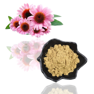 Rein natürlicher organischer Echinacea Purpurea-Extrakt 4 % Polyphenolpulver