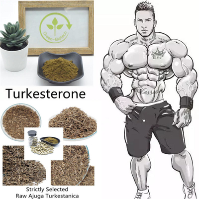 Unbestrahlter Ajuga Turkestanica-Auszug pulverisieren 2% 10% 40%
