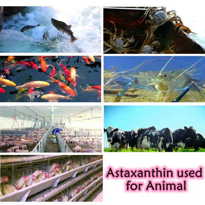 CAS 7542-45-2 1 % - 10 % Astaxanthin-Pulver für eine gesunde Pflege