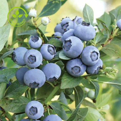 Reiner organischer Blaubeerauszug pulverisieren Anthocyanin 25%