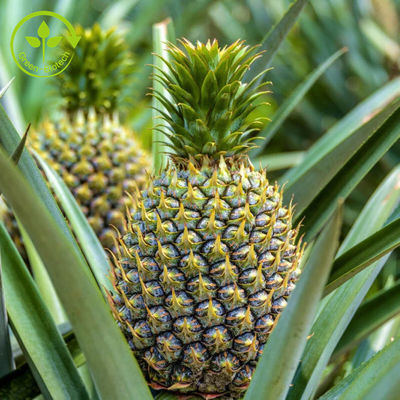 Frucht-Auszug der Ananas-100000u/G mit Bromelain-Enzym-Pulver