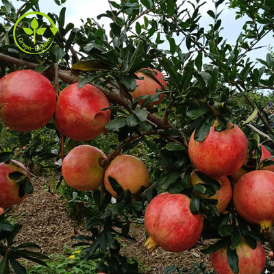 Reiner natürlicher Granatapfel-Auszug pulverisieren Punicalagin CAS 65995-63-3