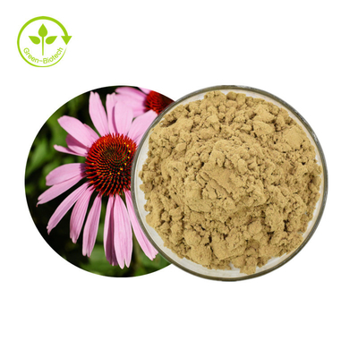 Anlagenechinacea Purpurea extrahieren 4% Polyphenole pulverisieren gesundes Pflegemittel