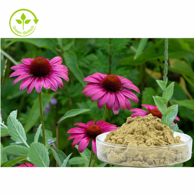 Anlagenechinacea Purpurea extrahieren 4% Polyphenole pulverisieren gesundes Pflegemittel
