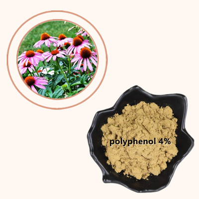Anlagenechinacea Purpurea extrahieren 4% Polyphenole pulverisieren gesundes Pflegemittel