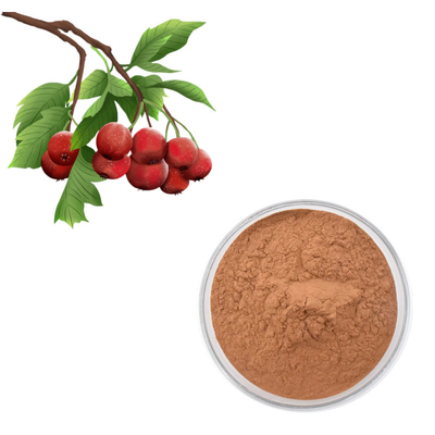 Pulver-Crataegus-Blatt-Auszug Weißdorn-Berry Extract Flavoness 80%