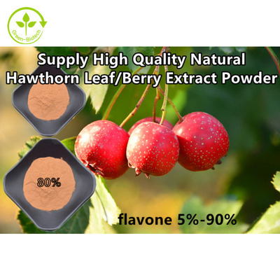 Pulver-Crataegus-Blatt-Auszug Weißdorn-Berry Extract Flavoness 80%