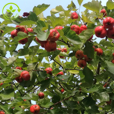 Pulver-Crataegus-Blatt-Auszug Weißdorn-Berry Extract Flavoness 80%