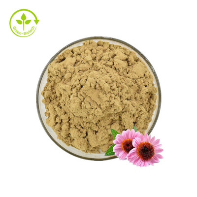 Anlagenechinacea Purpurea extrahieren 2% Zichorie-saures Pulver