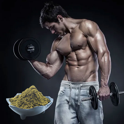 Reiner Ajuga Turkestanica extrahieren 2% 10% Turkesterone Pulver-Gebrauch für Bodybuilding