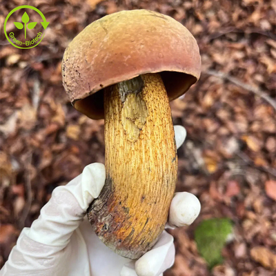 Polysaccharid-Pulver Nahrungsmittelgrad-König-Bolete Extract Boletus essbares Auszug-30%