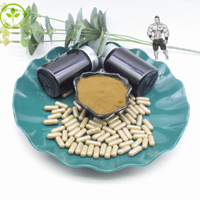 Reine 10% 40% Turkesterone Kapseln des Auszug-Pulver-800mg 1000mg Turkesterone