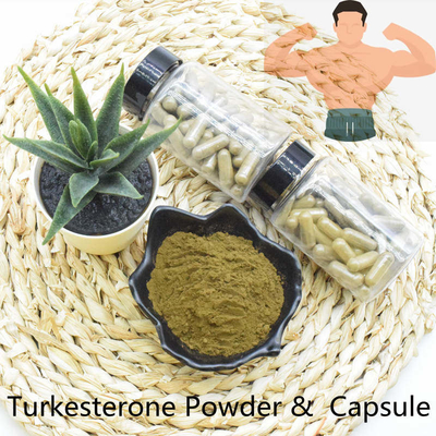 Hochwertiger schneller Lieferung Turkesterone-Pulver-Auszug