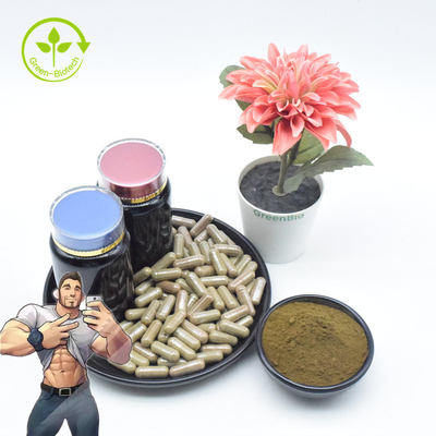 Ergänzung reiner Ajuga Turkestanica extrahieren Massen-2% 10% Turkesterone Pulver