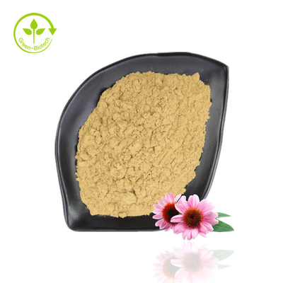 Heißer Verkauf Echinacea Purpurea-Extrakt 4 % - 6 % Polyphenol 2 % - 4 % natürliches Echinacea-Pulver