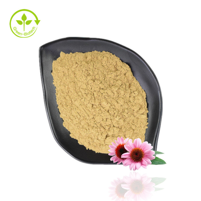 Heißer Verkauf Echinacea Purpurea-Extrakt 4 % - 6 % Polyphenol 2 % - 4 % natürliches Echinacea-Pulver