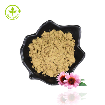 Bulk 4 % Polyphenol-Echinacea-Purpurea-Extrakt-Pulver, Purpur-Sonnenhut-Extrakt