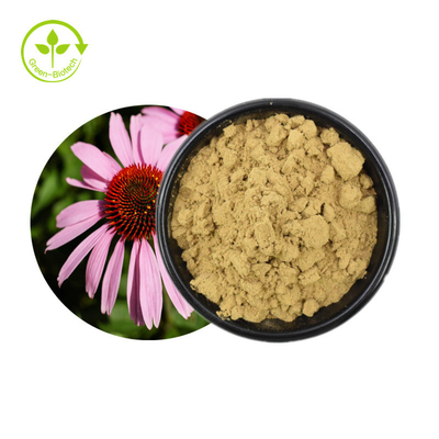 Heißer Verkauf Echinacea Purpurea-Extrakt Kräuter Echinacea-Extrakt