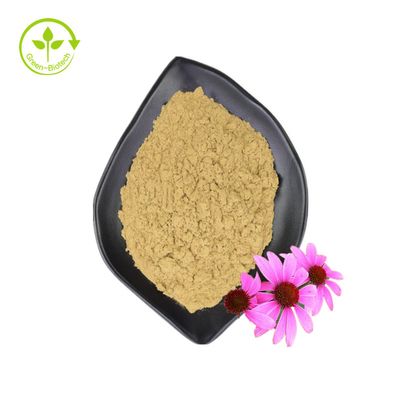 Großhandelsversorgung 3 % Chicorinsäure Echinacea Purpurea Blütenextrakt Echinacea Purpurea Extrakt