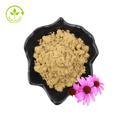 Reines 4%iges Chicorinsäure-Echinacea-Purpurea-Blütenextrakt-Pulver. Echinacea-Purpurea-Blütenextrakt