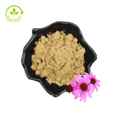 Echinacea Purpurea Extrakt Echinacea Extrakt 4% Gärensäure