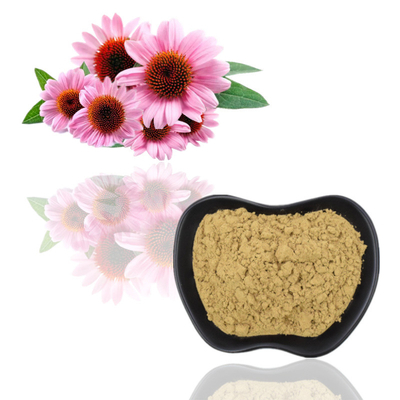 100% organischer Echinacea Purpurea extrahieren Säure 4% Polyphenol-2% Chicoric