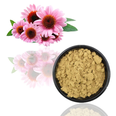 100% organischer Echinacea Purpurea extrahieren Säure 4% Polyphenol-2% Chicoric