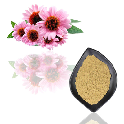 Natürliches organisches Echinacea Purpurea-Auszug-Polyphenol 2% - 4% Cichoric saures 2% - 5%