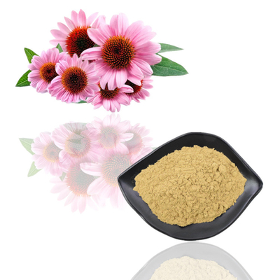 Natürliches organisches Echinacea Purpurea-Auszug-Polyphenol 2% - 4% Cichoric saures 2% - 5%