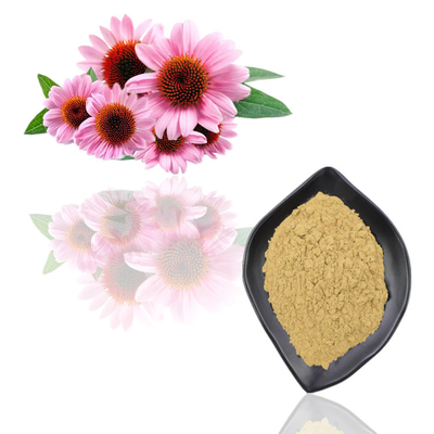 Reine natürliche Pflanzenauszug-Pulver Echinacea Purpurea-Auszug-Pulver-Masse
