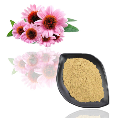 Echinacea Purpurea-Auszug 4% - 6% Polyphenol-Pflanzenauszug-Pulver