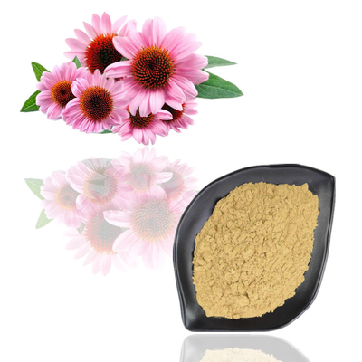Echinacea Purpurea-Auszug 4% - 6% Polyphenol-Pflanzenauszug-Pulver