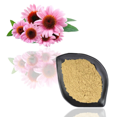 Polyphenol ISO-Zertifikat 100% natürliches Echinacea Purpurea-Auszug-10%