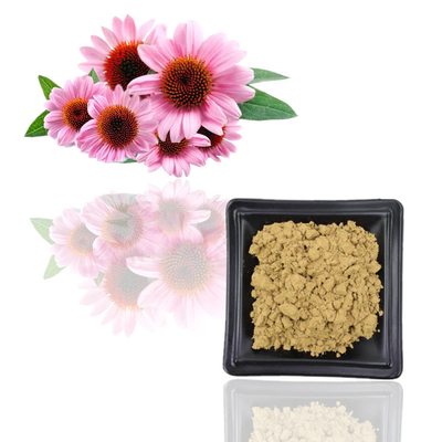 Polyphenol ISO-Zertifikat 100% natürliches Echinacea Purpurea-Auszug-10%