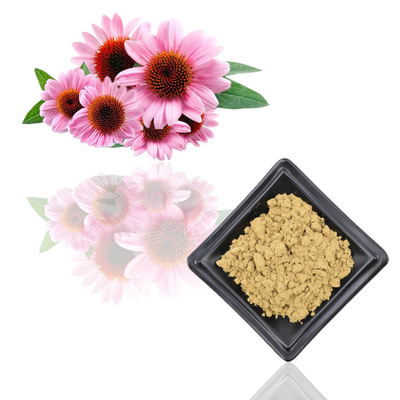 7% reine Echinacea Purpurea-Pflanzenauszug-Pulver-Polyphenol-Auszüge