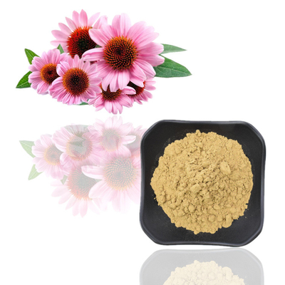 7% reine Echinacea Purpurea-Pflanzenauszug-Pulver-Polyphenol-Auszüge