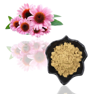 Kräuterechinacea Purpurea-Wurzel-Auszug-Polyphenole 4% Echinacea Purpurea-Auszug