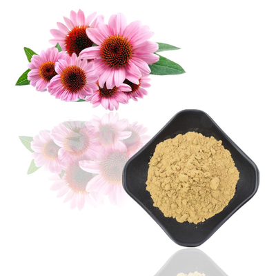 Kräuterechinacea Purpurea-Wurzel-Auszug-Polyphenole 4% Echinacea Purpurea-Auszug