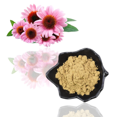 Pflanzenauszug-Pulver Cichoric saurer 1% 4% der Polyphenol-4% Echinacea Purpurea-Auszug