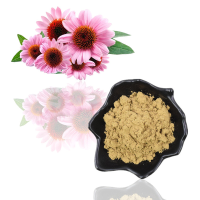 Rein natürlicher organischer Echinacea Purpurea-Extrakt 4 % Polyphenolpulver