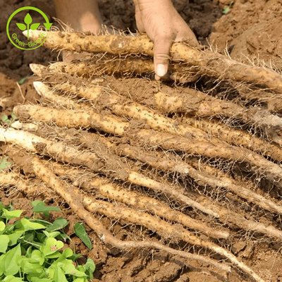 Nahrung/kosmetischer Grad natürlicher Yam Extract 98% Diosgenin wilder Yam Extract Powder