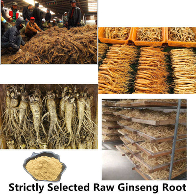 80 Mesh Ginseng Root Extract Powder 1%-80% natürliche Pflanzenauszüge