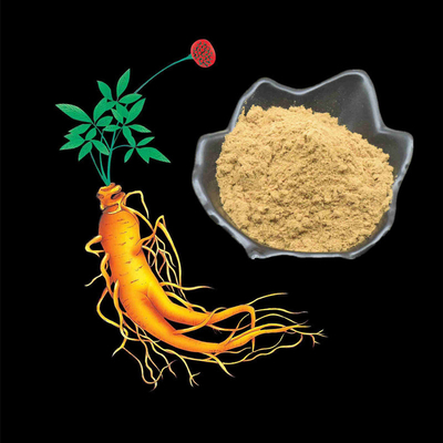 80 Mesh Ginseng Root Extract Powder 1%-80% natürliche Pflanzenauszüge